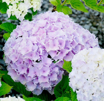 长春花 盆栽苗 花卉 观花植物室内桌面小花春季绿植带花苞_不打折现价