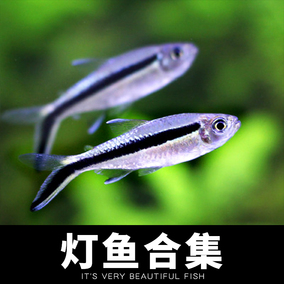 灯科鱼红绿灯蓝眼灯三角灯宝莲灯群游鱼红鼻剪刀热带鱼鱼缸淡水鱼