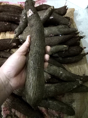 海南新鮮木薯 現挖麵包木薯 白肉新鮮甜木薯 cassava 5斤裝包郵