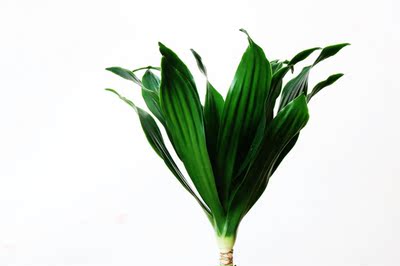 密叶龙血树 北欧植物 耐阴绿植 办公纸桌面小盆栽 水泥盆栽