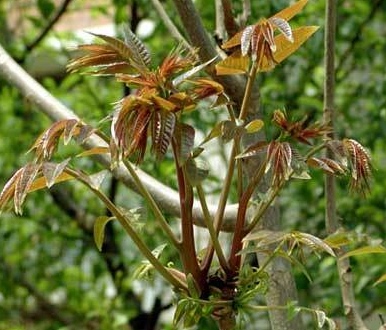 湖北恩施利川特产野生香椿芽春芽子新鲜蔬菜有机蔬菜时令菜500克