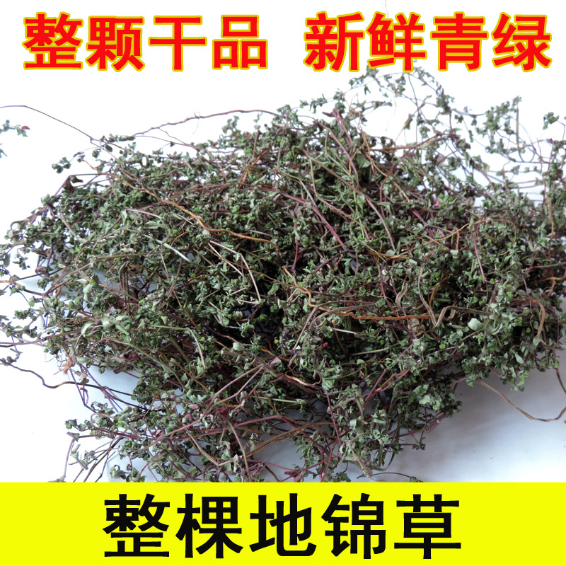 2016年地锦草 精选新货血见愁 卧蛋草 铺地草500g包邮 另售分心木