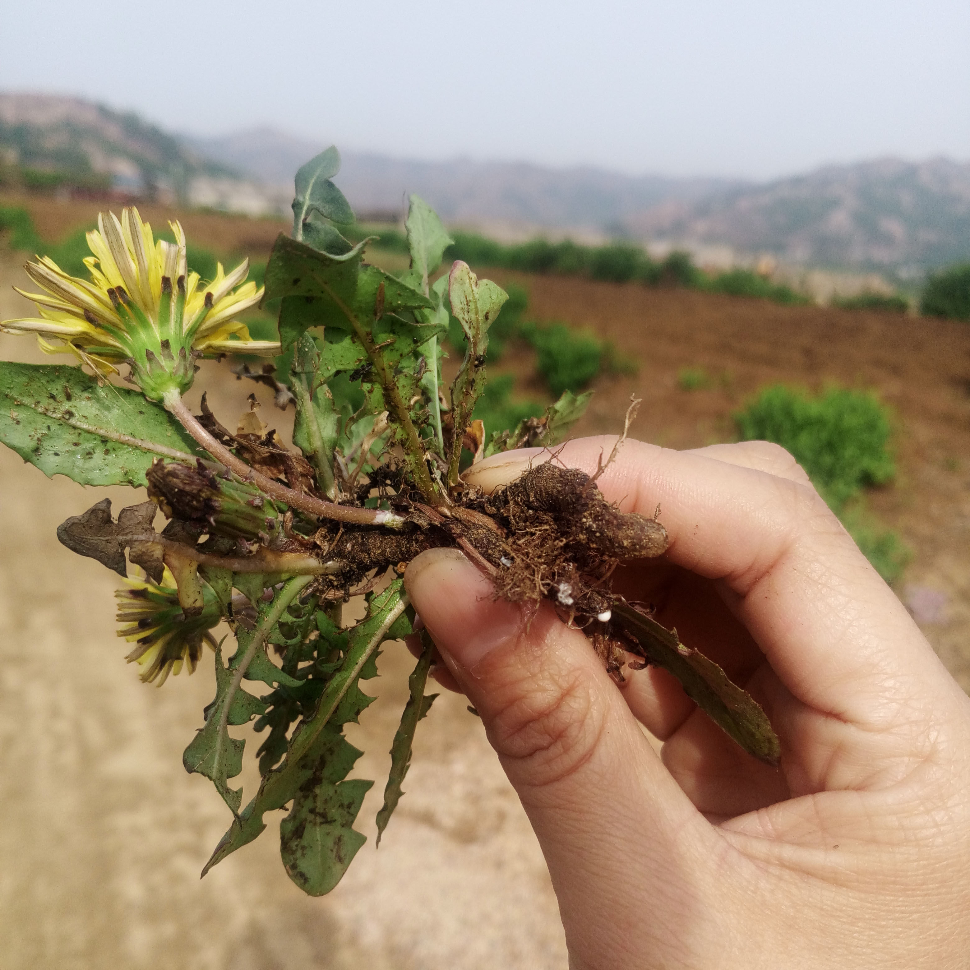 【17年整颗带根】野生蒲公英根茶 婆婆丁 天然 干全草 包邮500g