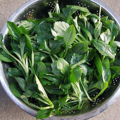 丽水 苦叶菜 苦益菜 苦菜 败酱草 野菜500克3件包邮 烂坏包赔