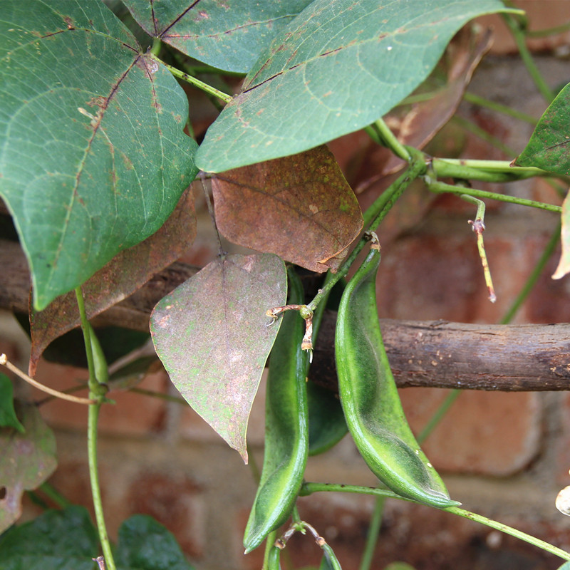 斑马豆 植物图片图片