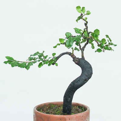 金弹子盆景清仓包邮古桩盆景树桩 下山桩金蛋子盆景母桩低价盆景