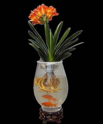 玻璃瓶水培君子兰苗蝴蝶兰水培植物盆栽花卉吸甲醇办公桌观叶植物