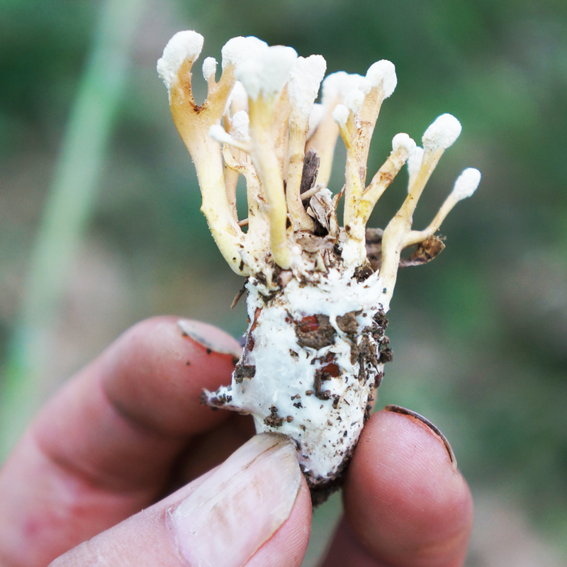 野生金蝉花新货 蝉花 知了花 大别山中药材冬虫夏草蛹虫草500克