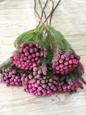 珊瑚果足球果干果南非进口永生花diy搭配新娘头饰车挂球藤环