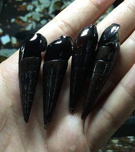 黑金刚螺 斑马螺苹果螺 除藻除苔螺宠物螺观赏螺草缸活体螺工具螺