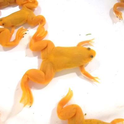 凯渝金蛙活体 彩蛙 金龙 红龙 银龙 龙鱼活体饲料 高营养专用鱼食