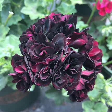 天竺葵 蔓天 紫珍珠 阳台藤蔓垂吊植物花苗_不打折现价28.00元