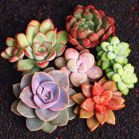 多肉植物组合花卉绿植盆栽防辐射室内办公室花苗 多肉 肉植物小苗_双