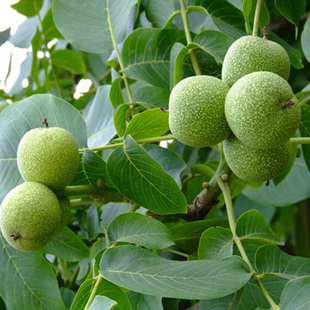 原生态天然无公害原味青皮新鲜山核桃无添加无漂染500g