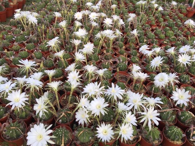 实生仙人球 大豪丸 直径8-10厘米