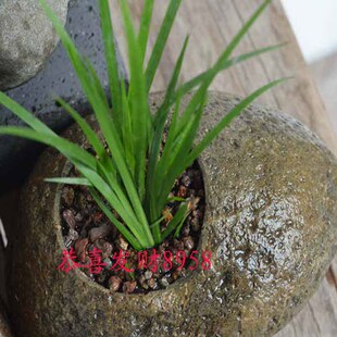菖蒲天然鹅卵石石头花盆菖蒲栽好绿植微景观盆景石盆菖蒲绿植盆栽