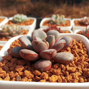 葡萄粗桩 一物一拍 韩国进口多肉植物大棚自营