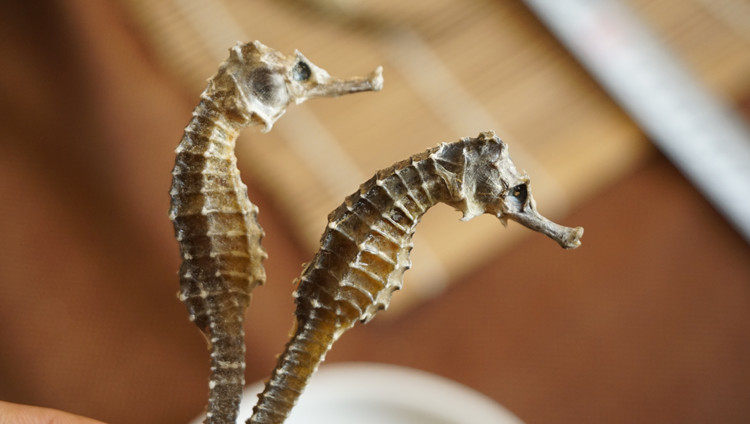 正宗海马蔺 海马干货舟山马 泡酒药材 1克5元50克包邮送海龙