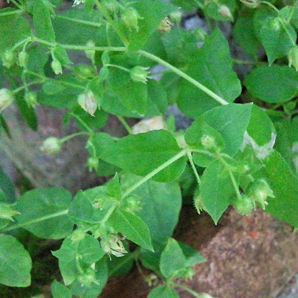 野生新鮮繁縷茶 繁蔞 雞腸鵝腸菜 鵝兒腸菜 滋草 現採現挖