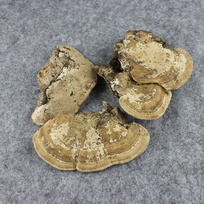 野生东方栓菌 东方云芝250g长白山灵芝真菌切块新货东北野生药材