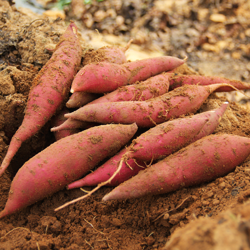 5斤装新鲜红薯农家迷你小香薯沙地黄心板栗山芋地瓜番薯紫薯包邮