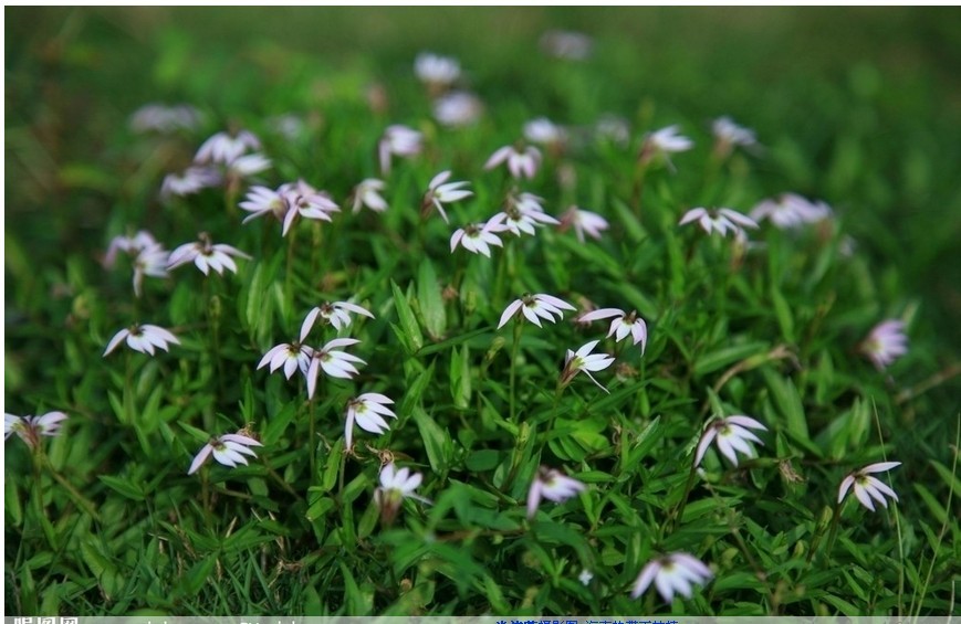 正品野生半邊蓮 半邊菊,金菊草 半邊旗 吹風草 幹品