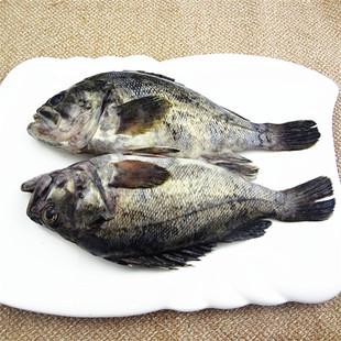 鸡鸣岛海鲜肉质鲜嫩 海鲜鱼脂肪少黑鮶鱼黑石斑海鱼 野生黑鱼500g