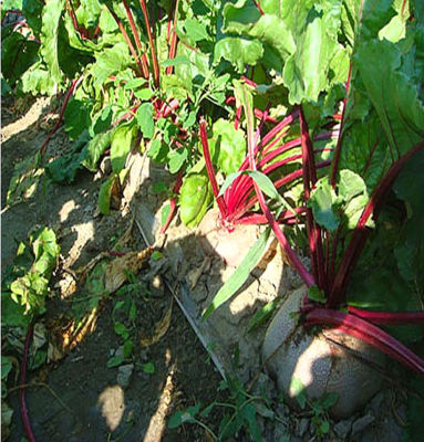 新鲜有机蔬菜甜菜根 无柠檬半断食套餐 红菜头紫菜头 半断食疗法