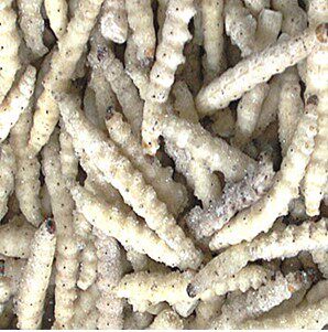 云南野味野生竹虫 竹虫草 昆虫速冻油炸酥脆芳香奶香美味佐酒