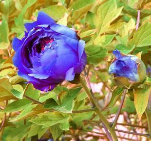 多年生牡丹-蓝牡丹(少见的品种) 种子3元/粒