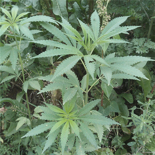 陕西药材麻叶 新鲜叶子 晒干叶子 野生火麻叶 山里火麻护理头发