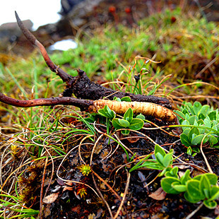 西藏特级野生天山藏雪莲花 白雪莲 高海拔良心品质 150g 包邮