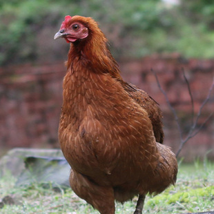 农家自养仔鸡野生散养草鸡肉乌鸡童子鸡土鸡6-12月乌皮鸡鲜肉包邮