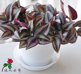 盆栽/金边吊兰 紫罗兰 紫叶吊竹梅 吊兰盆栽 吸甲醛苯净化空气