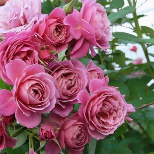 月季"葵"(v9方盆)