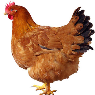 土鸡 正宗2年农家散养苏北草鸡土鸡柴鸡老母鸡 农村直销 放心鸡肉