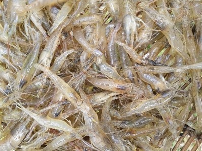 水库野生鲶鱼新鲜河产 野生鲶鱼 鲶泥鱼 粘鱼 塘虱