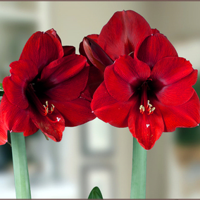 【现货】泰华园艺 荷兰进口朱顶红球根 红狮red lion 经典红