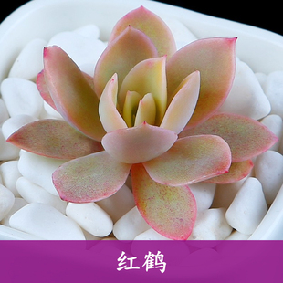 9包邮 多肉植物 红鹤
