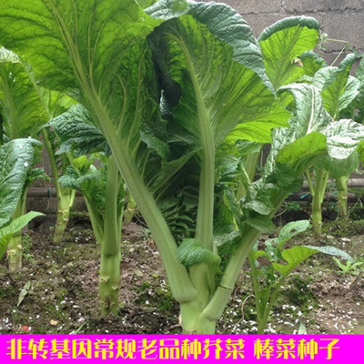 非转基因农村常规老品种芥菜 棒菜种子 阳台庭院盆栽四季可播蔬菜