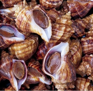 海边小海螺品种图片