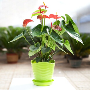 茉莉花盆栽5年苗庭院阳台室内花卉净化空气观花植物