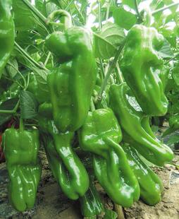 南京农家自种薄皮青辣椒南方削皮菜椒新鲜有机绿色蔬菜虎皮青椒