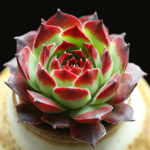 壹分皿 肉肉植物花卉绿植盆栽 多肉植物稀有长生草柔情景天科多肉