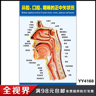 人体鼻腔口腔咽喉解剖模型 喉咽腔鼻腔口腔纵切模型 鼻腔咽口咽腔