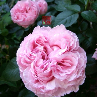 风琴j229伊芙马蒂诺风琴 灌木糖果香气蕾丝边 青莲居日本月季盆栽小苗