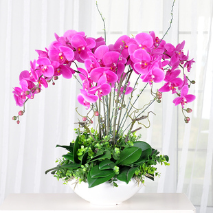 盆花 采薇 大盆花酒店样板房大型兰花花艺成品花瓶 蝴蝶兰大圆盆套装