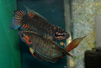 中国叉尾斗鱼新会黑叉3厘米包活免包装费