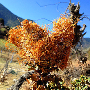 西藏特产野生红雪茶 金丝茶 红血茶养生茶男女均可250克包邮