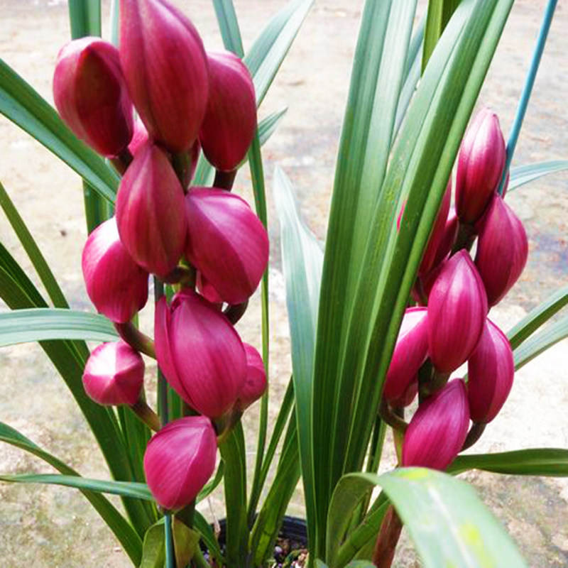 年宵大红花大花蕙兰大将军带花苞出售精品兰花苗绿植花卉盆栽